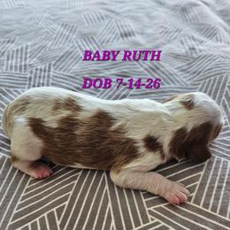 AKC BABY RUTH - Blenheim female Cavalier King Charles Spaniel puppy in Joplin, Missouri, Missouri from HOL-A-DA CAVALIERS