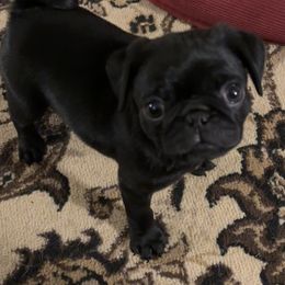 Pug Puppies from PNW Pugs