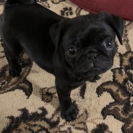 Pug Puppies from PNW Pugs