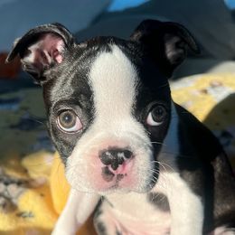 Boston Terrier Puppies from Bethelbreeders