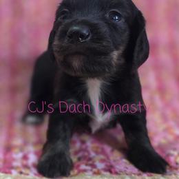 STEPHANIE 3000 - Black and cream female Dachshund puppy in Gatesville, Texas from CJ's Dach Dynasty