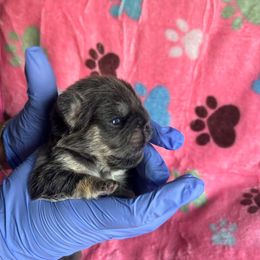 Star - Blue fawn female French Bulldog puppy in Columbus, Ohio from Kallie’s Kennel