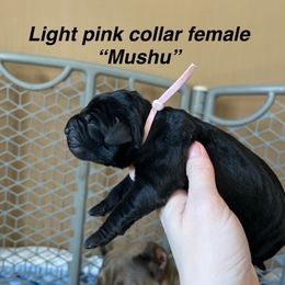 Mushu - Black female Cane Corso puppy in Altoona, Alabama from Snead’s Cane Corso Kennel