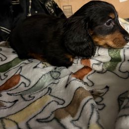 Rudolph - Black and tan male Dachshund puppy in Tampa, Florida from EntityDachs