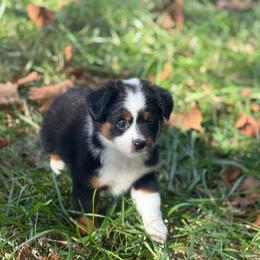 Boy 2 - Black tri male Miniature Australian Shepherd puppy in Greenville, South Carolina from QC Homestead Miniature Australian Shepherds