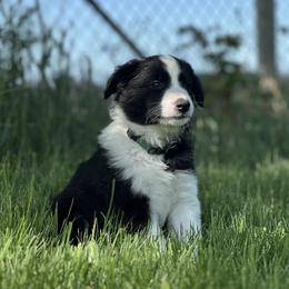 English Shepherd Puppies from Organic Heritage English Shepherds