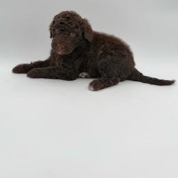 Peaches-Pink - Brown and white female Aussiedoodle puppy in West Monroe, Louisiana from Diamond M Poodles and Doodles