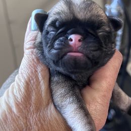 Boy 3 - Fawn male Pug puppy in Checotah, Oklahoma from Baxter Family Pugs