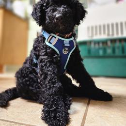 Labradoodles from Murphy Manor Mountain Doodles