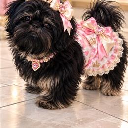 Stormy - Shih Tzu