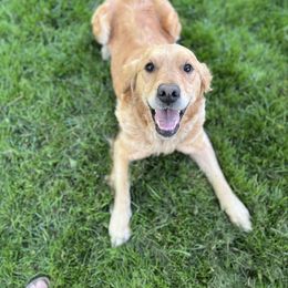Lucy - Golden Retriever