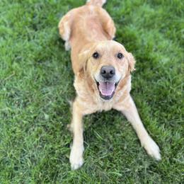 Lucy - Golden Retriever