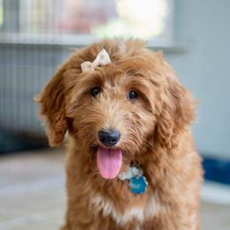 Nara - Goldendoodle