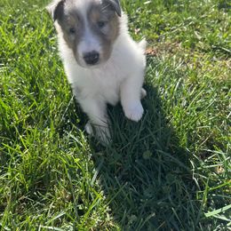 Collie and Yorkshire Terrier Puppies from Jolly Collies & Kingdom Elite Yorkshire Terriers