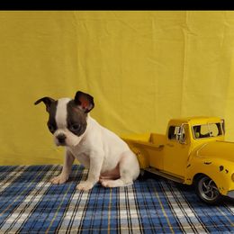 Boston Terrier Puppies from IHeart Boston Terriers