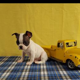 Boston Terrier Puppies from IHeart Boston Terriers