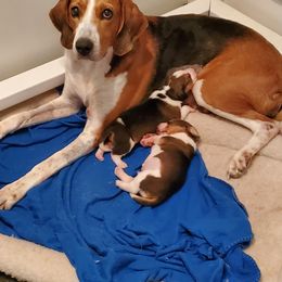 American Foxhound Puppies from Tri County Kennel