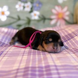 Ivy - Black and tan female Dachshund puppy in Morristown, Tennessee from Hillside Hounds