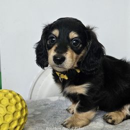 Yellow Boy - Black and cream male Dachshund puppy in Parkersburg, West Virginia from Bourbon Barrel Ridge Doxies