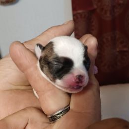 3 - Black and white male Chihuahua puppy in Murphy, North Carolina from Ay Chihuahua's