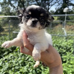 Girl 1 - Black female Chihuahua puppy in Isanti, Minnesota from Happy Little Chihuahuas