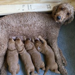 Goldendoodle Puppies from Heartshine Doodles