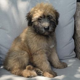 Soft Coated Wheaten Terriers from Beth's Soft Coated Wheaten Terriers