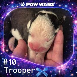 Trooper - Brindle male Boxer puppy in Ocala, Florida from Bowers Boxers