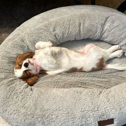 Cavalier King Charles Spaniel Puppies from Cassie’s Cavaliers