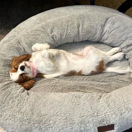 Cavalier King Charles Spaniel Puppies from Cassie’s Cavaliers