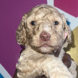 Stewie - Apricot Poodle puppy in Valdosta, Georgia from Posh Poodles