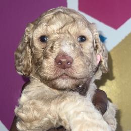 Stewie - Apricot Poodle puppy in Valdosta, Georgia from Posh Poodles