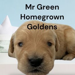 Golden Retriever Puppies from Homegrown Goldens