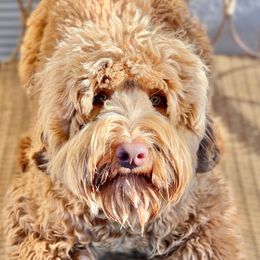 Eli - Australian Labradoodle