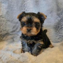Ben - Blue and gold male Yorkshire Terrier puppy in Battle Ground, Washington from Joyful Yorkies