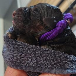 Girl 2 - Black and red female German Shepherd puppy in Roanoke, Alabama from Von Schönen Träumen German Shepherds