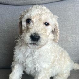 Orange Puppy - Cream Labradoodle puppy in Kingman, Arizona from The Dood Ranch