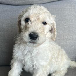 Orange Puppy - Cream Labradoodle puppy in Kingman, Arizona from The Dood Ranch