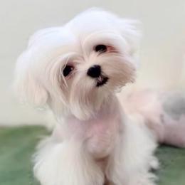 Aslo - Maltese