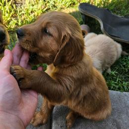 Feta - Golden male Golden Retriever puppy in Dayton, Minnesota from Akoya Kennels