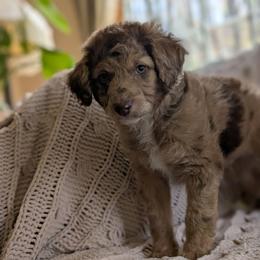 Lupine - Red merle male Aussiedoodle puppy in Meadville, Pennsylvania from Doodle Paws Pups