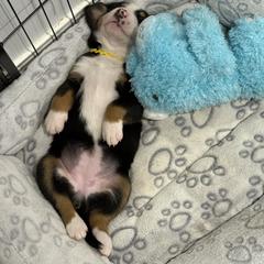 Greater Swiss Mountain Dog Puppies from Bugyal Kennel