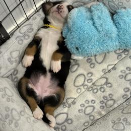 Greater Swiss Mountain Dog Puppies from Bugyal Kennel