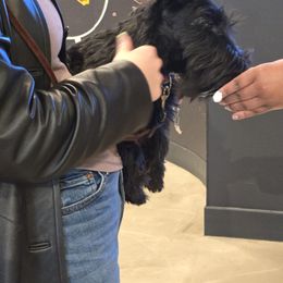 Poodle and Scottish Terrier Puppies from Conundrums Kennels