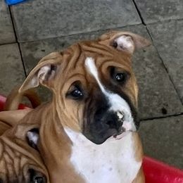 Girl 4 - Red American Staffordshire Terrier puppy in North Carolina from Kaye-Nyne Kennels