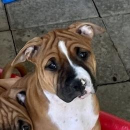 Girl 4 - Red American Staffordshire Terrier puppy in North Carolina from Kaye-Nyne Kennels