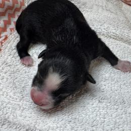 Girl 4 - Black and white female Pomsky puppy in Gunter, Texas from The Painted Pomsky