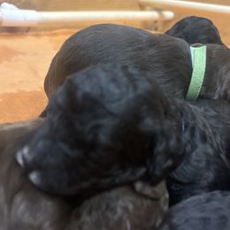Dewey - Black and white male Bernedoodle puppy in Phoenix, Arizona from Grandview Bernedoodles