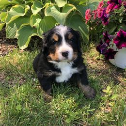 Ernie - Black rust and white male Bernese Mountain Dog puppy in Pekin, Illinois from Knight Bernese