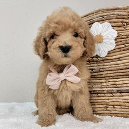 Cookie - Apricot female Goldendoodle puppy in Temecula, California from Oodles O'Doodles